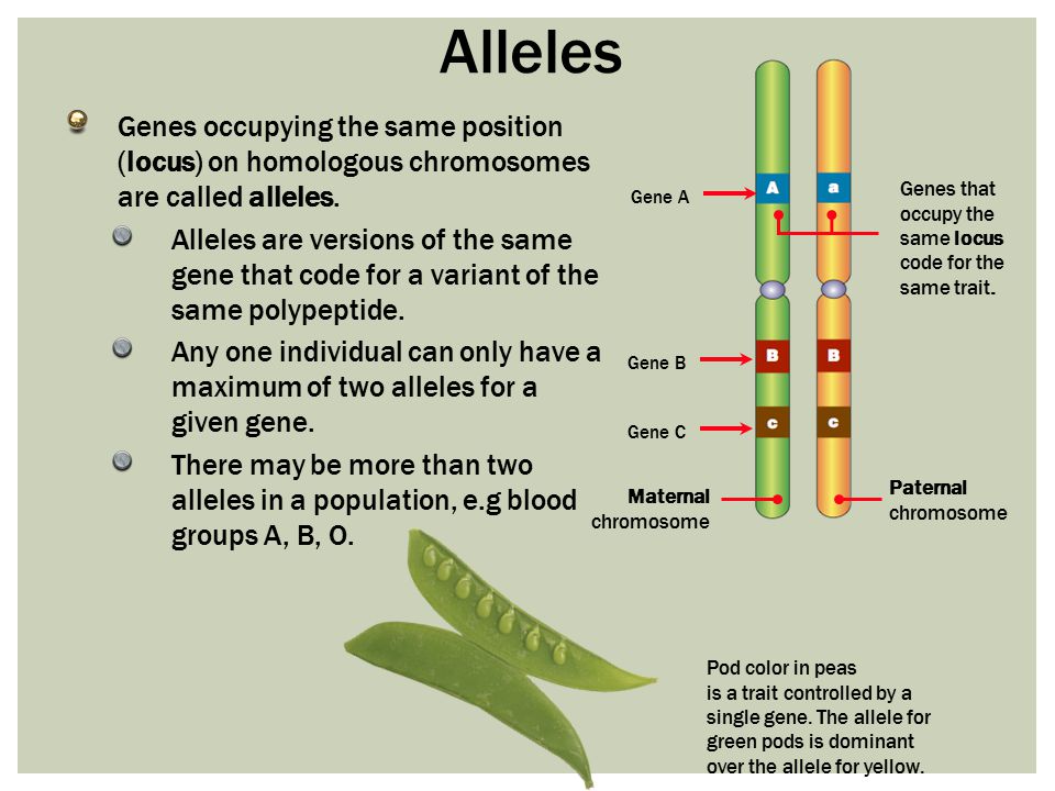 concept are amoeba sisters answer key, amoeba sisters video recap alleles.....