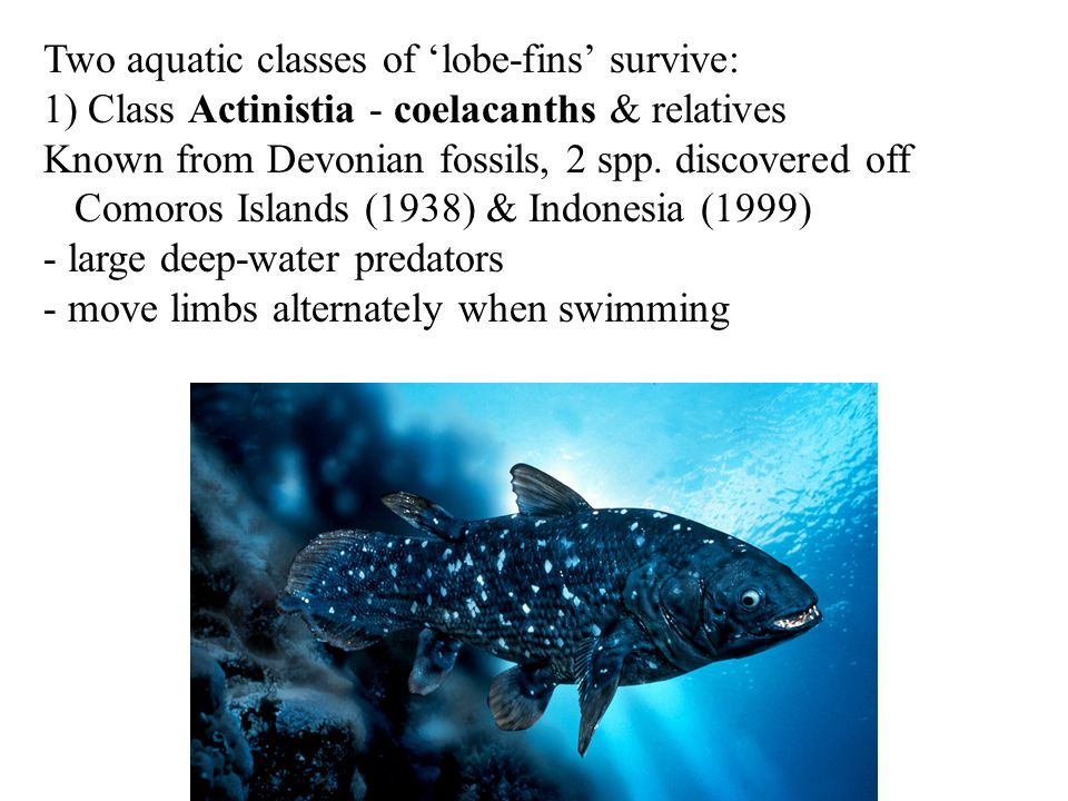 Two aquatic classes of ‘lobe-fins’ survive: