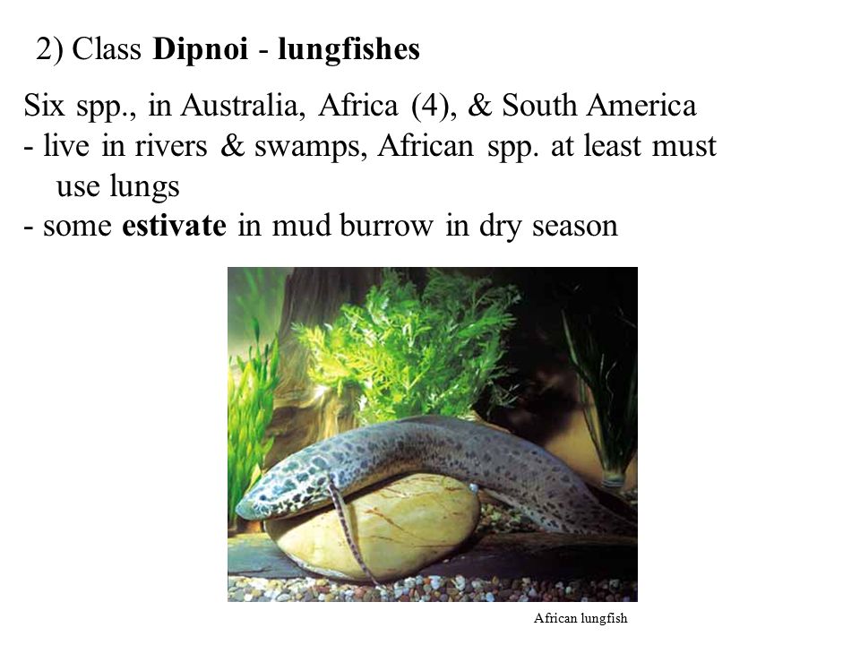 2) Class Dipnoi - lungfishes