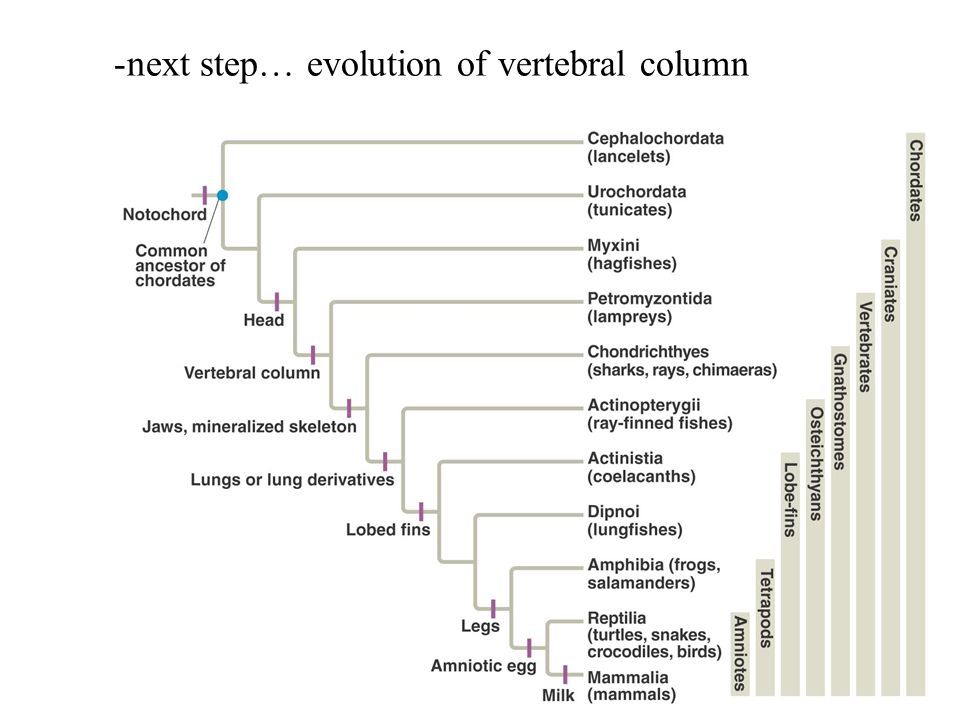 next step… evolution of vertebral column