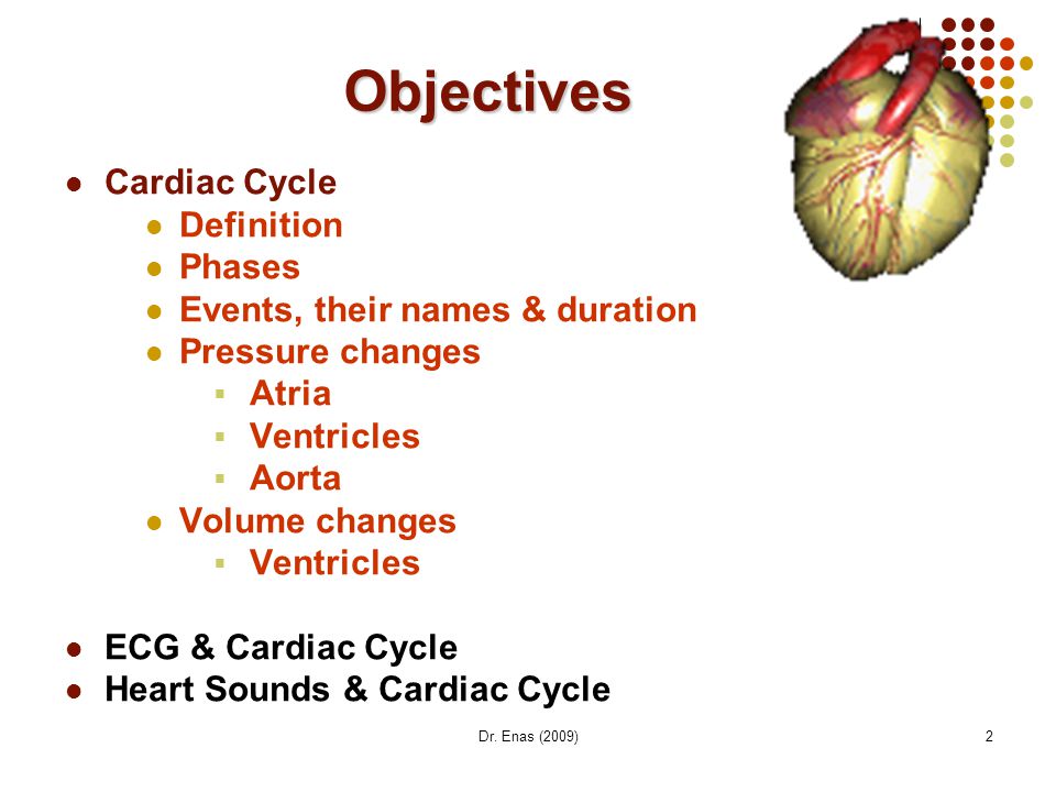 stages of cardiac cycle
