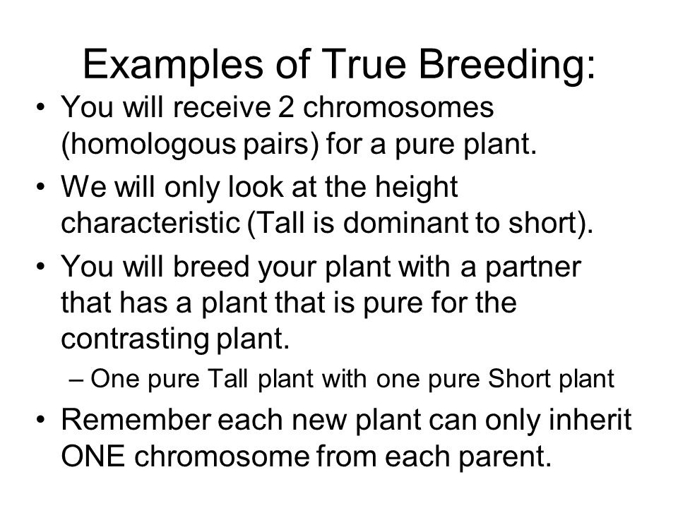Examples of True Breeding: