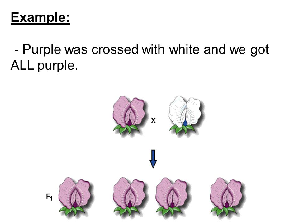 Example: - Purple was crossed with white and we got ALL purple.