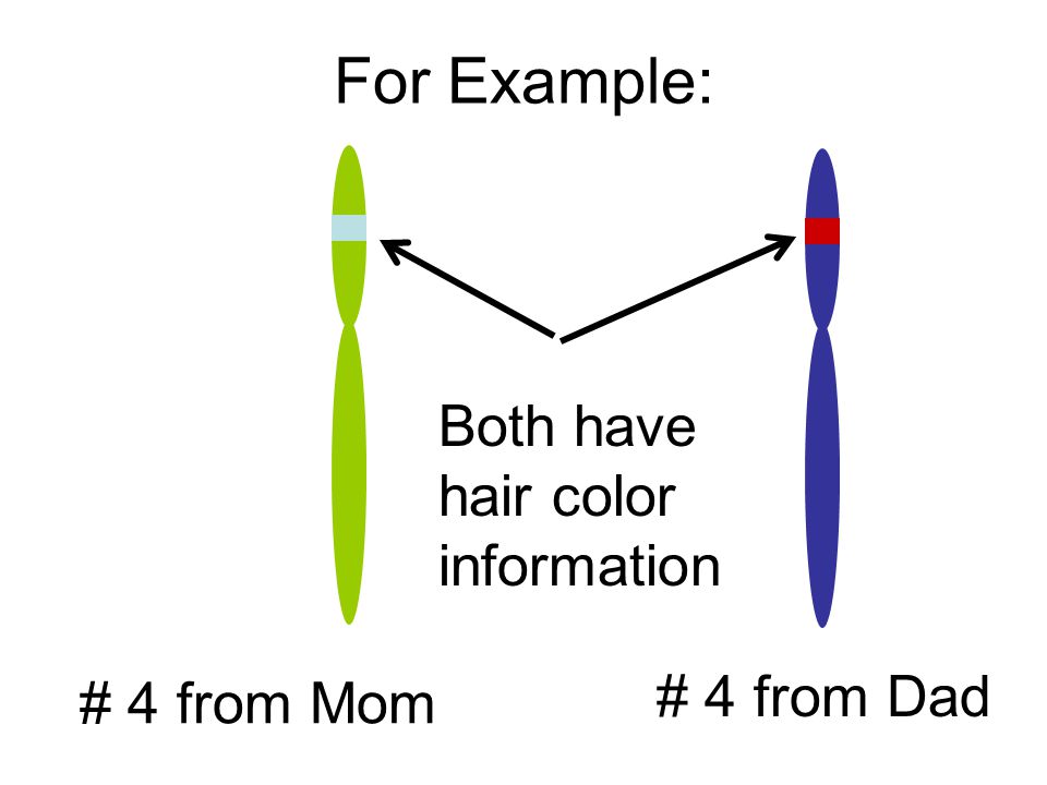 For Example: Both have hair color information # 4 from Dad