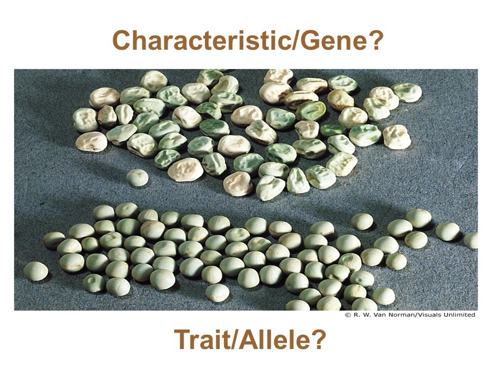 Characteristic/Gene Trait/Allele