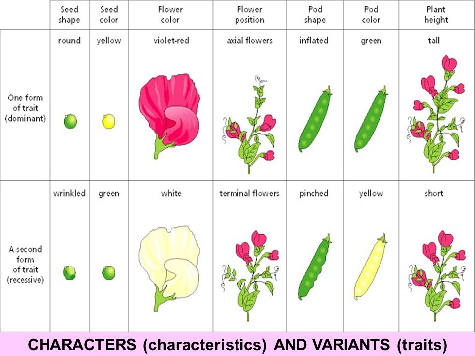 CHARACTERS (characteristics) AND VARIANTS (traits)