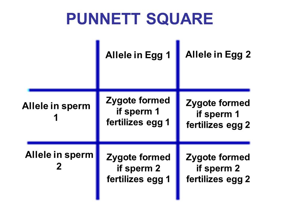 PUNNETT SQUARE Allele in Egg 1 Allele in Egg 2 Allele in sperm 1