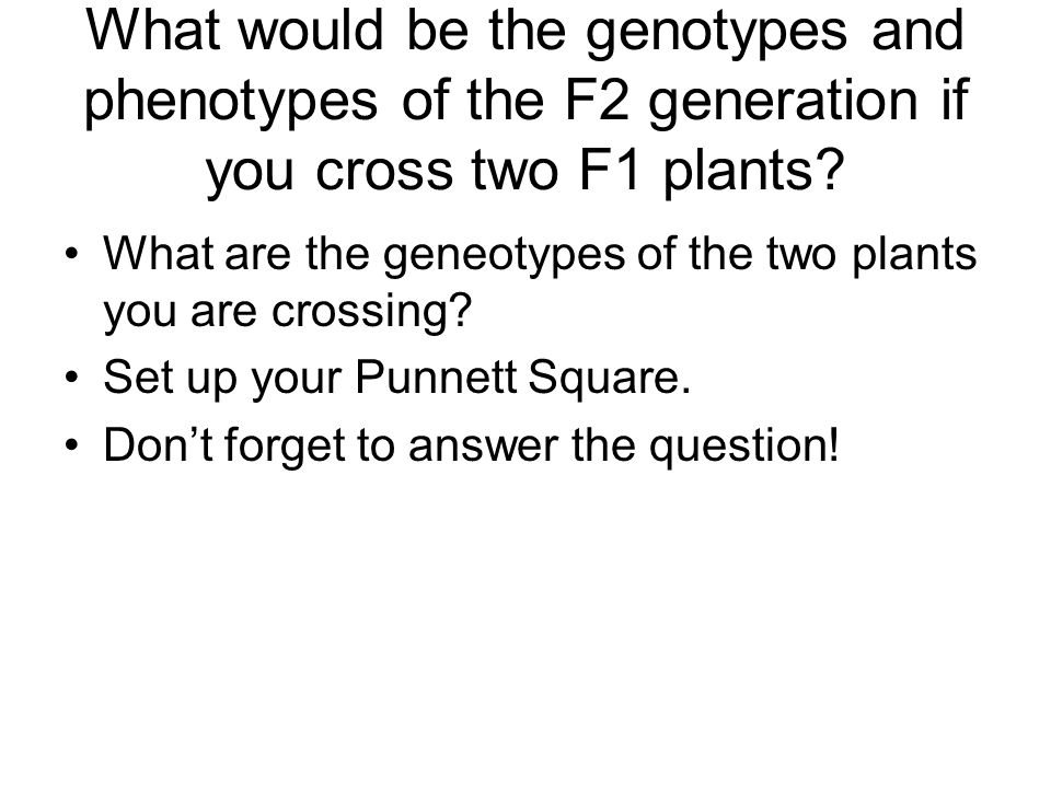 What would be the genotypes and phenotypes of the F2 generation if you cross two F1 plants