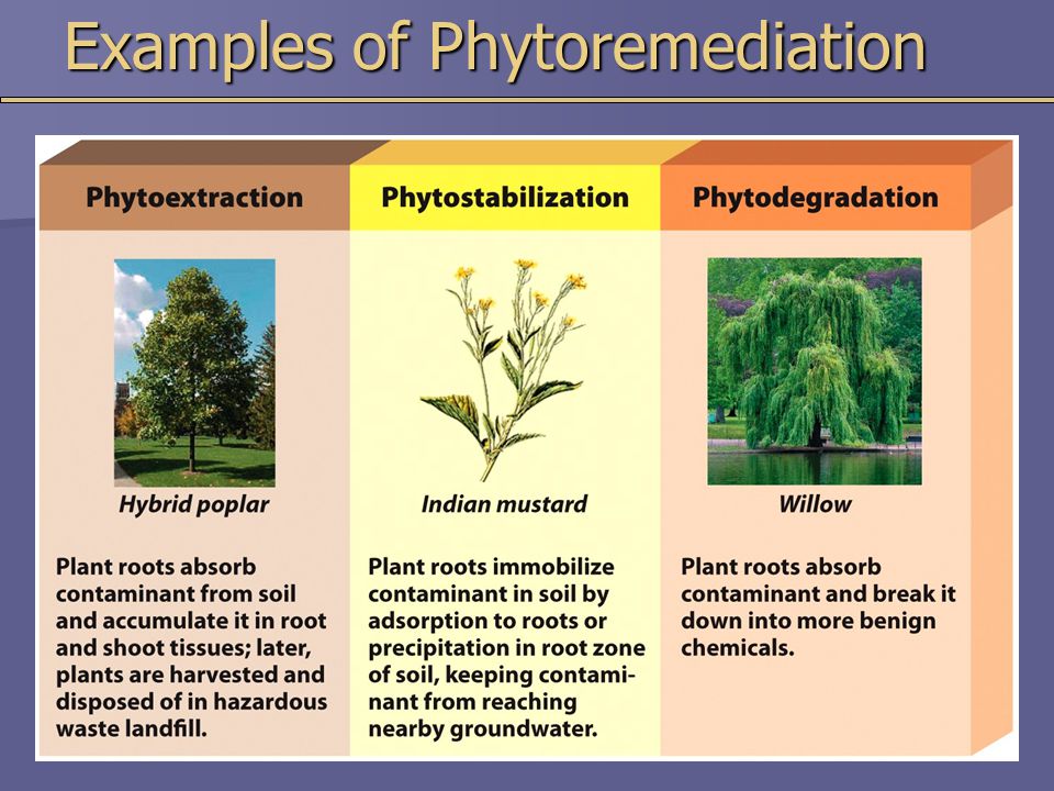 Examples of Phytoremediation