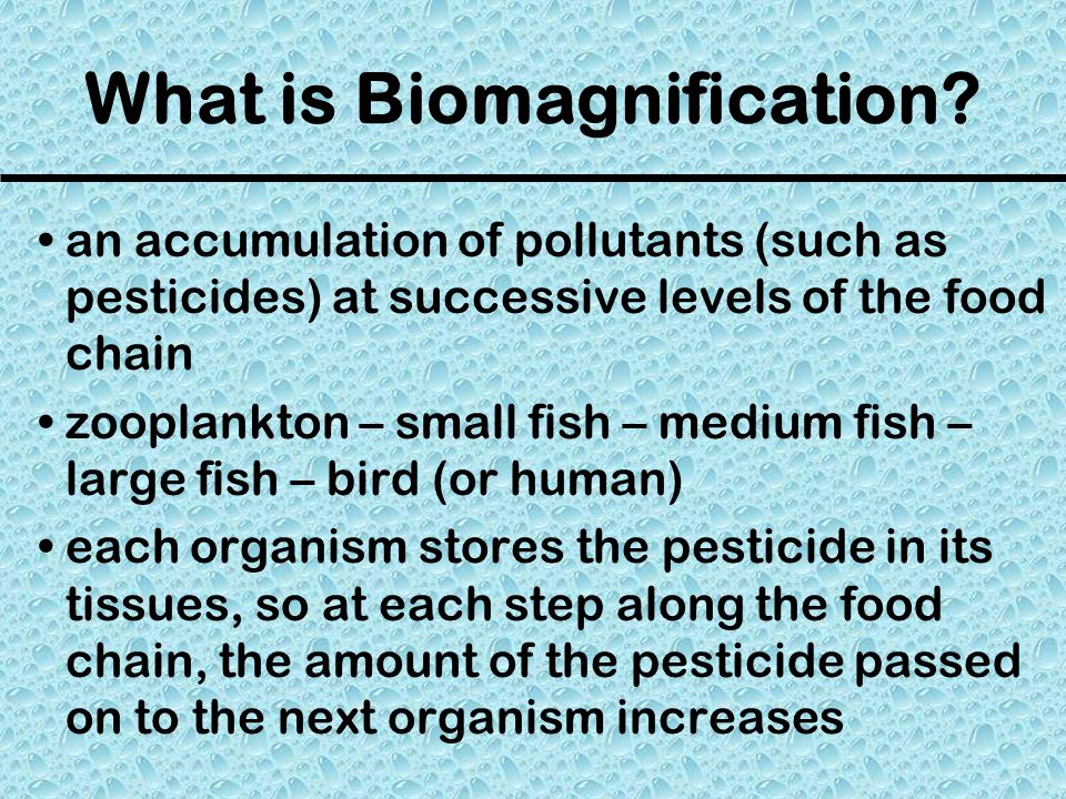 What is Biomagnification