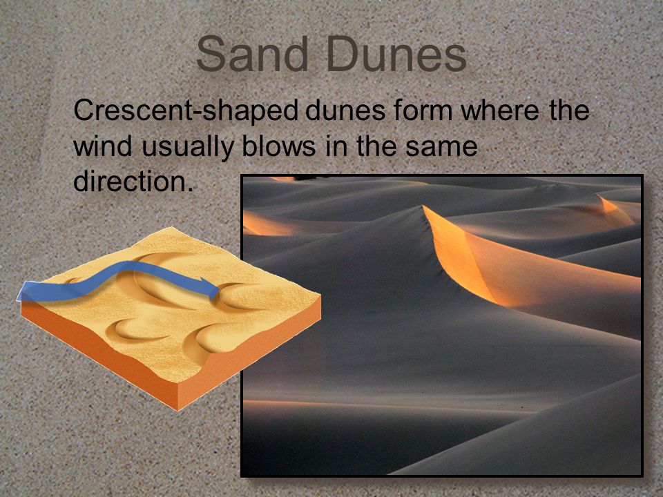 Sand Dunes Crescent-shaped dunes form where the wind usually blows in the same direction.