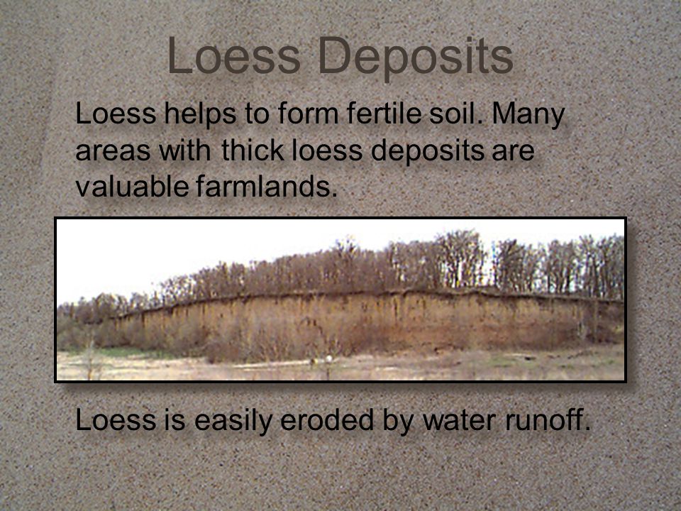 Loess Deposits Loess helps to form fertile soil. Many areas with thick loess deposits are valuable farmlands.