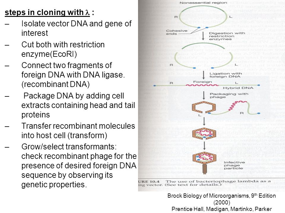 steps in cloning with l : Isolate vector DNA and gene of interest