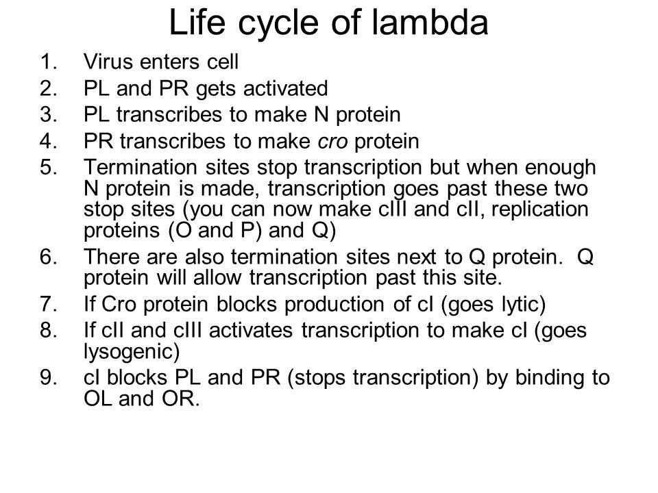 Life cycle of lambda Virus enters cell PL and PR gets activated