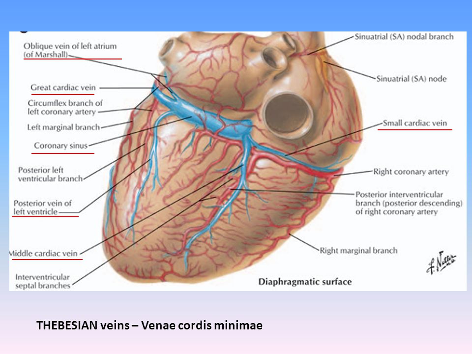Cordis латынь. Венечная борозда сердца анатомия. Венечный синус сердца анатомия.