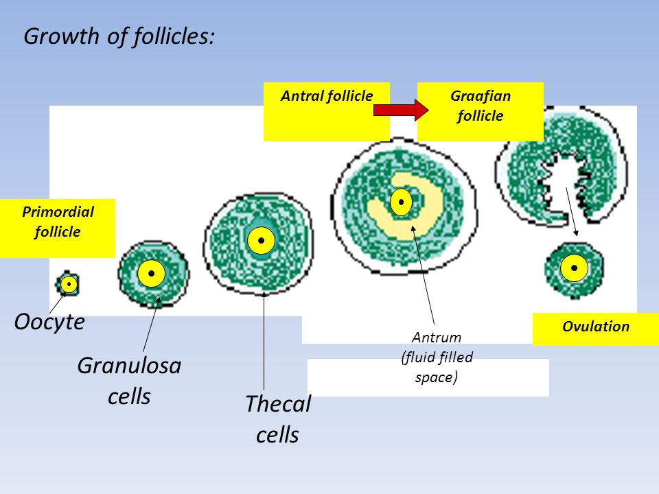 Menstruation Ovulation Ppt Video Online Download
