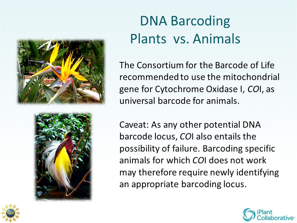 Plant DNA Barcoding. - ppt video online download