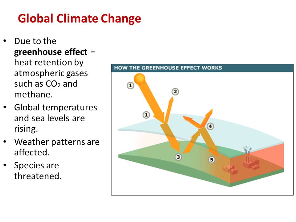 Global Climate Change Due to the greenhouse effect = heat retention by atmospheric gases such as CO2 and methane.