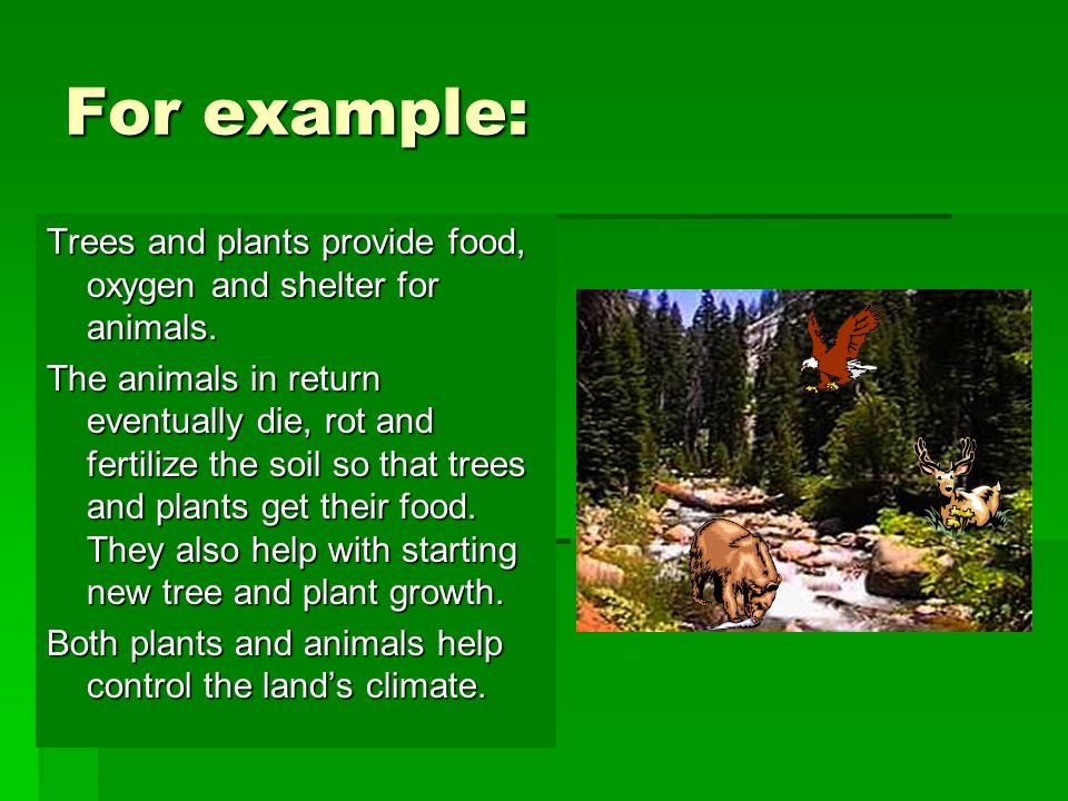Forest Biome Forest Climate Forest Plants Forest Animals. - ppt video  online download