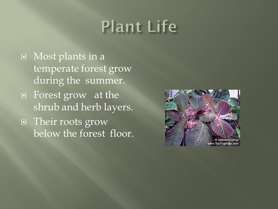 Plant Life Most plants in a temperate forest grow during the summer.