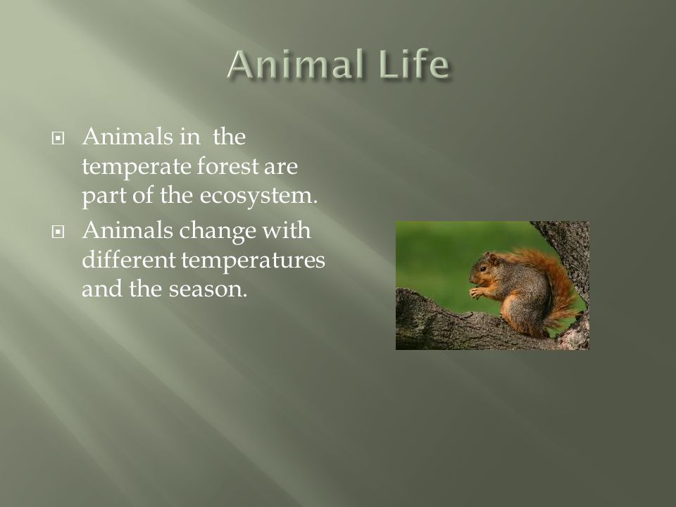 Animal Life Animals in the temperate forest are part of the ecosystem.
