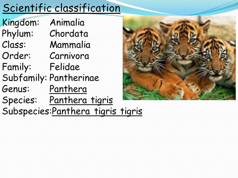 Αποτέλεσμα εικόνας για taxonomy of  bengal tiger