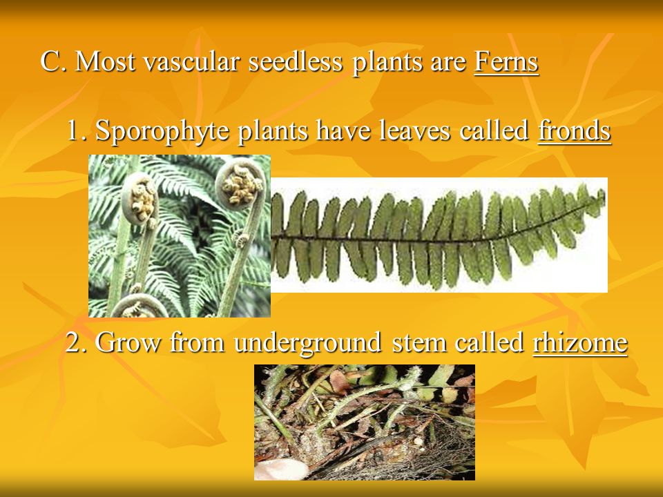 C. Most vascular seedless plants are Ferns