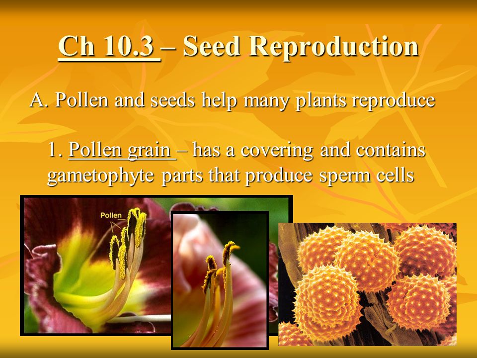 Ch 10.3 – Seed Reproduction