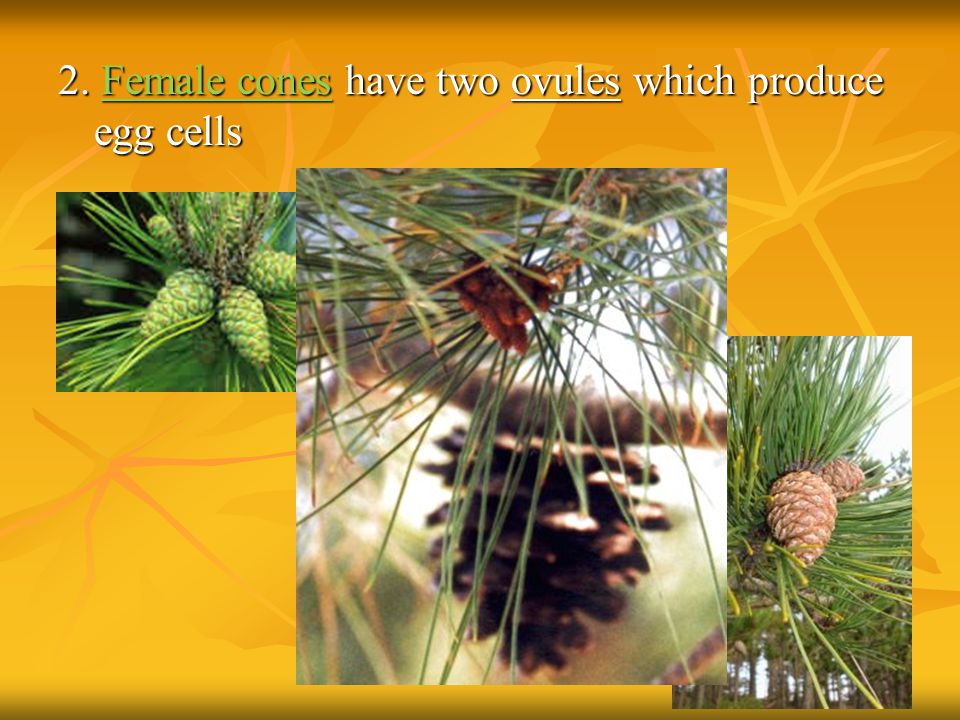 2. Female cones have two ovules which produce egg cells
