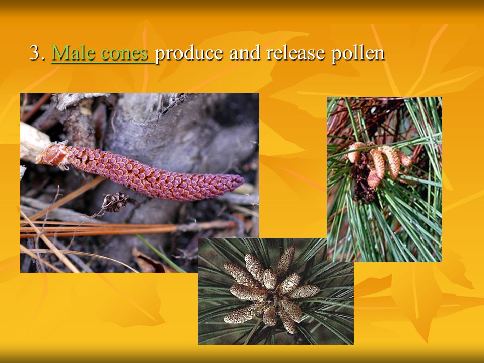 3. Male cones produce and release pollen