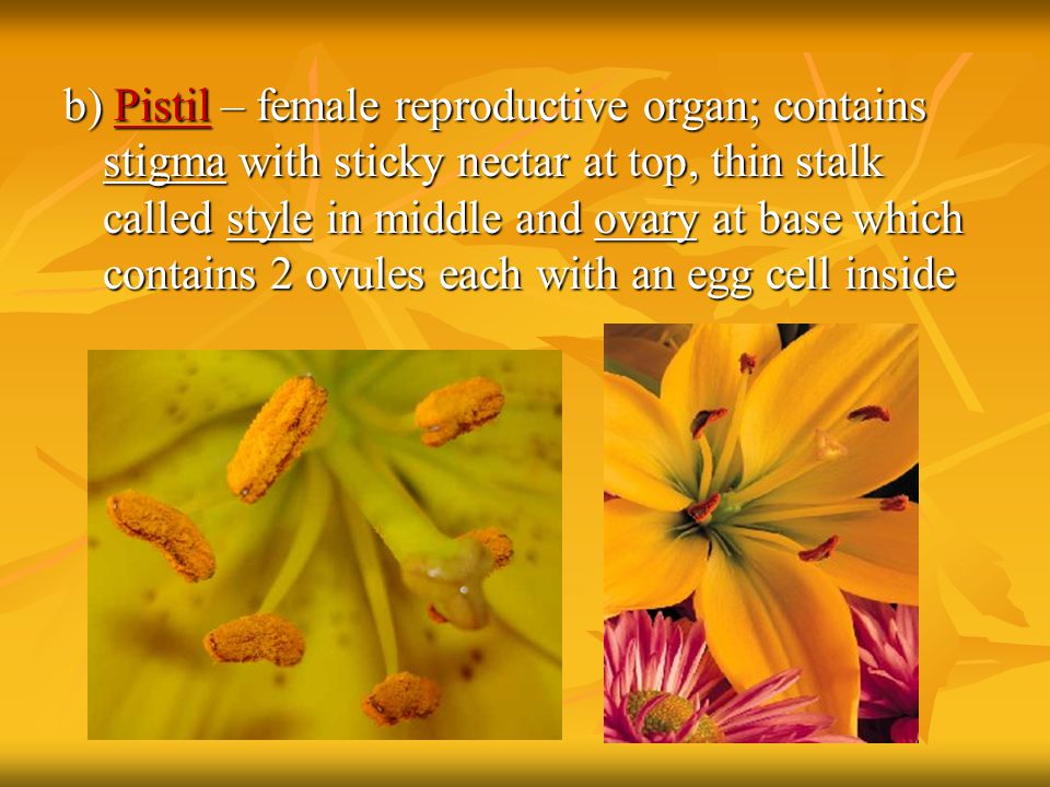 b) Pistil – female reproductive organ; contains stigma with sticky nectar at top, thin stalk called style in middle and ovary at base which contains 2 ovules each with an egg cell inside