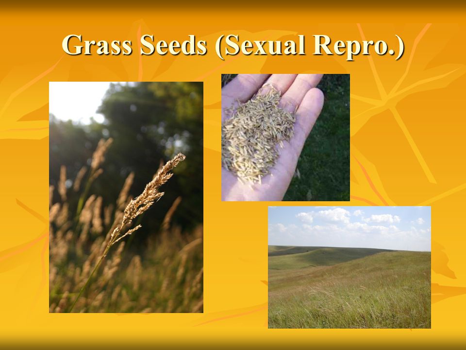 Grass Seeds (Sexual Repro.)