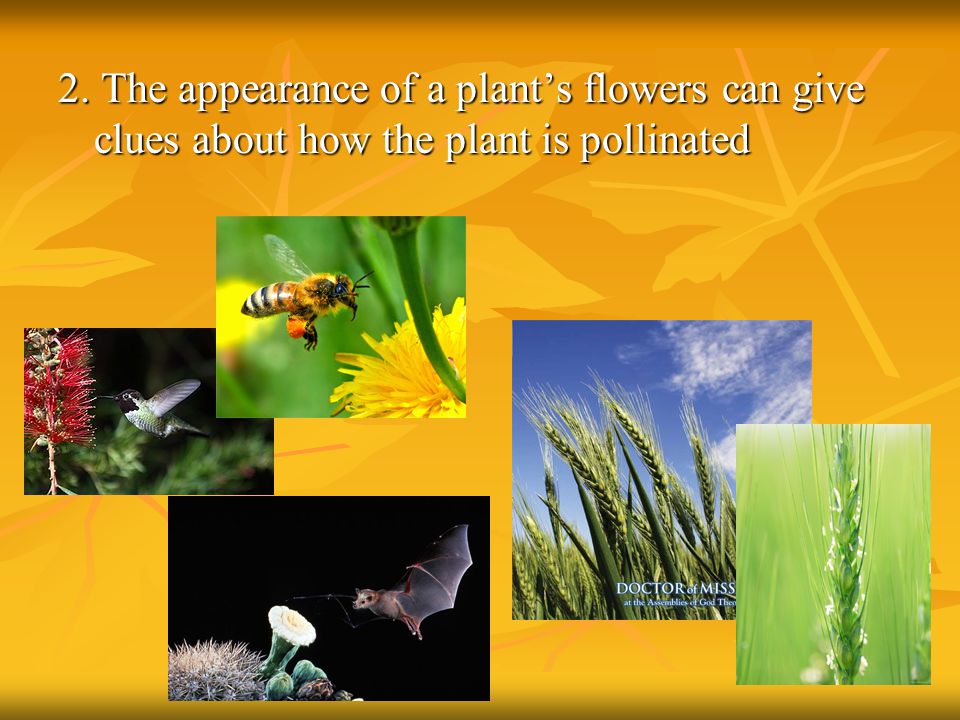 2. The appearance of a plant’s flowers can give clues about how the plant is pollinated