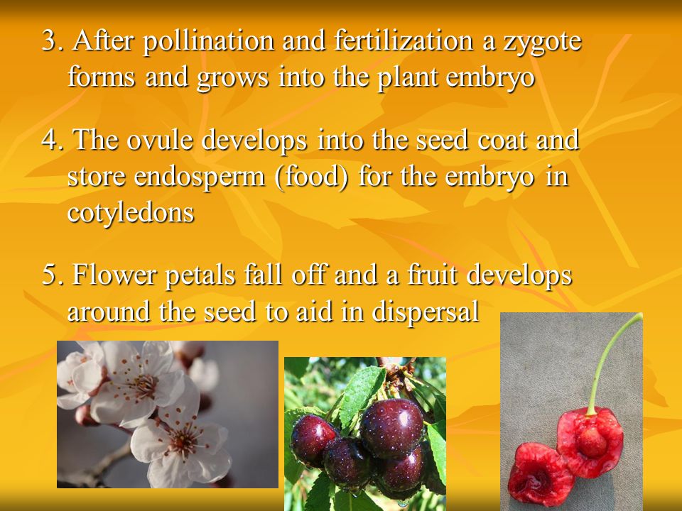 3. After pollination and fertilization a zygote forms and grows into the plant embryo 4.