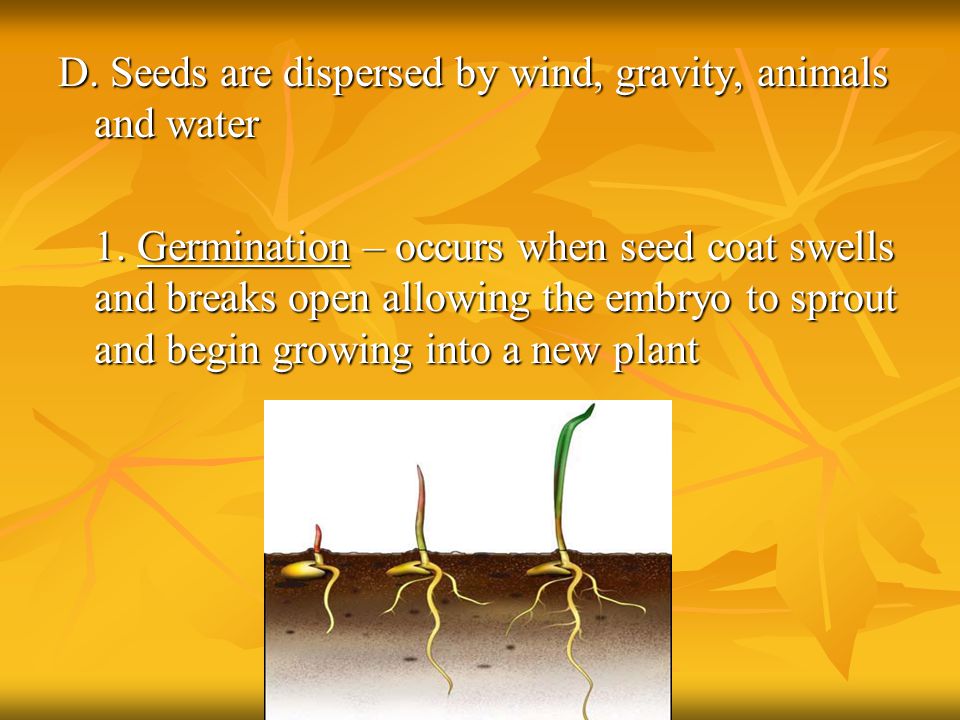 D. Seeds are dispersed by wind, gravity, animals and water 1