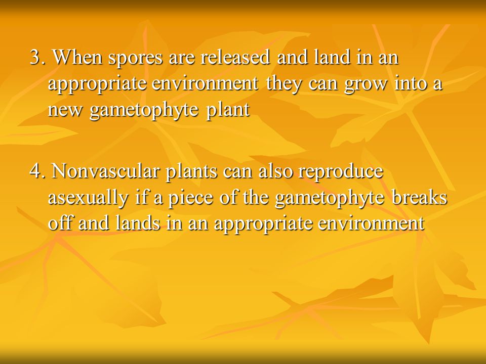 3. When spores are released and land in an appropriate environment they can grow into a new gametophyte plant