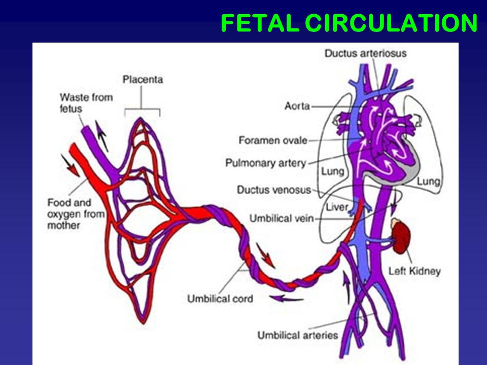 Вена 3 класс. Fetal circulation. Ductus venosus печени. Ductus venosus соединяет. Схема кровообращения при дуктус зависимых.