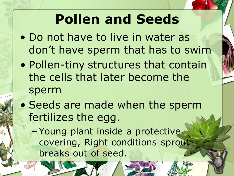 The Characteristics Of Seed Plants Ppt Video Online Download
