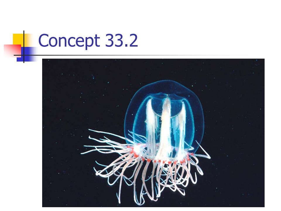 Concept 33.2