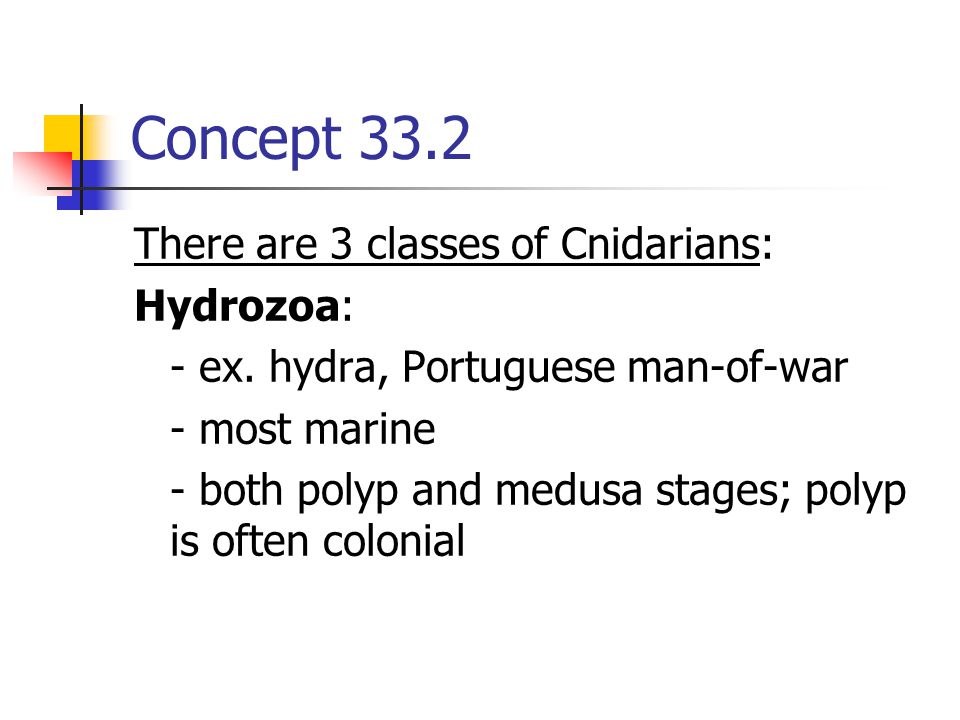 Concept 33.2 There are 3 classes of Cnidarians: Hydrozoa: