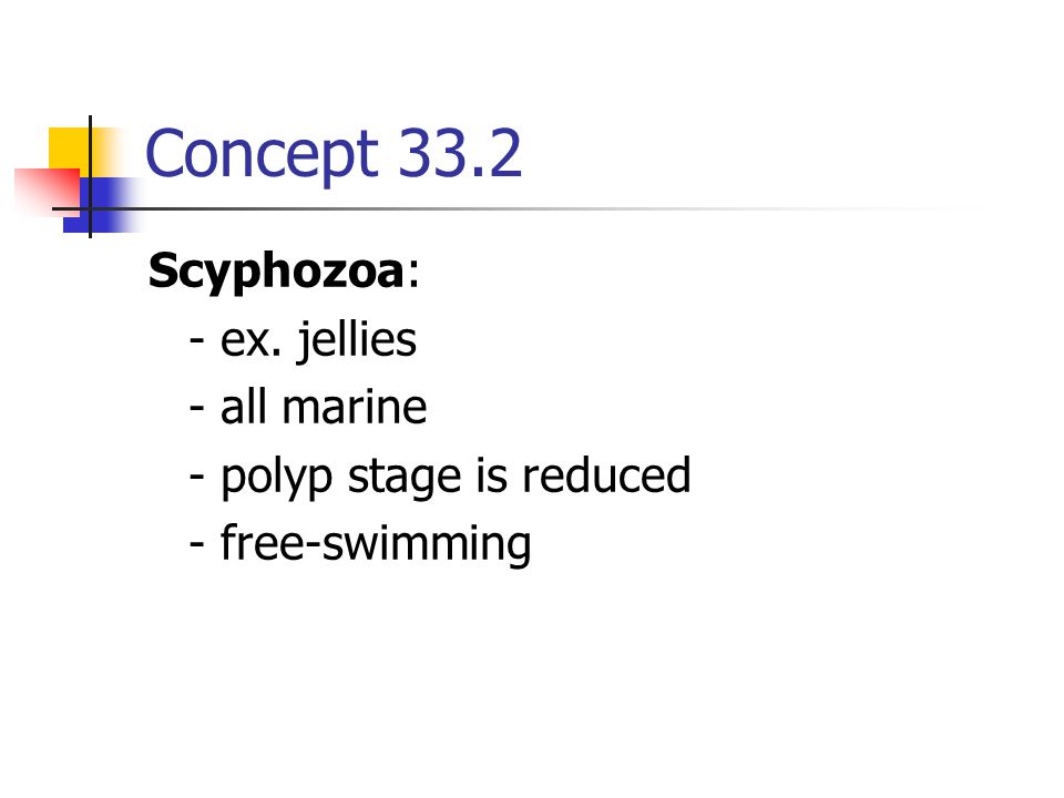 Concept 33.2 Scyphozoa: - ex. jellies - all marine