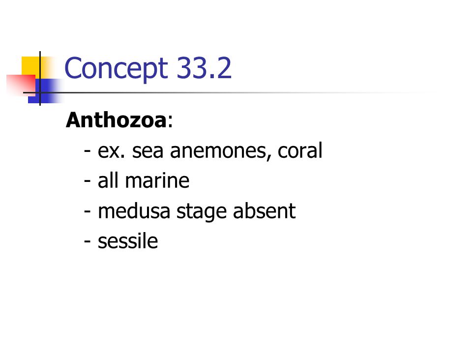 Concept 33.2 Anthozoa: - ex. sea anemones, coral - all marine