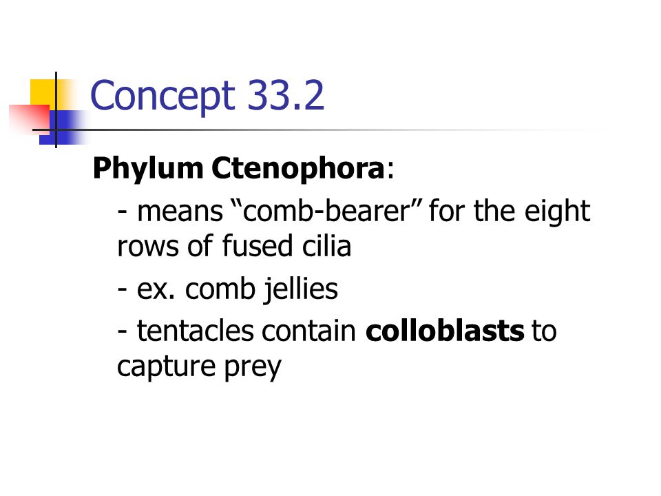 Concept 33.2 Phylum Ctenophora: