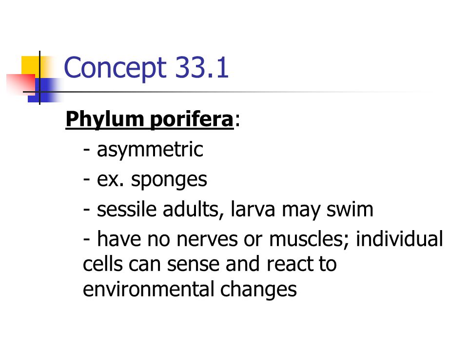 Concept 33.1 Phylum porifera: - asymmetric - ex. sponges