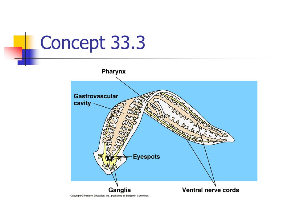 Concept 33.3