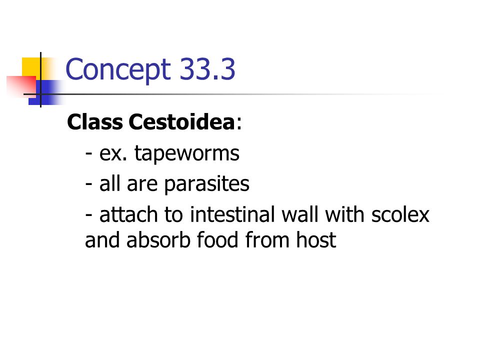 Concept 33.3 Class Cestoidea: - ex. tapeworms - all are parasites