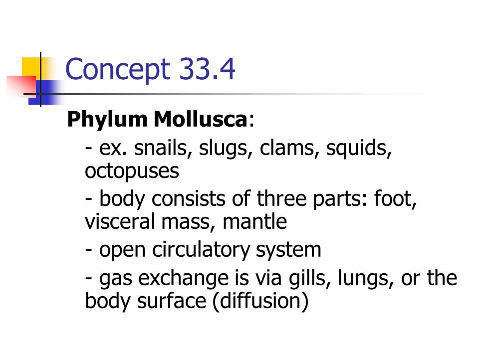 Concept 33.4 Phylum Mollusca: