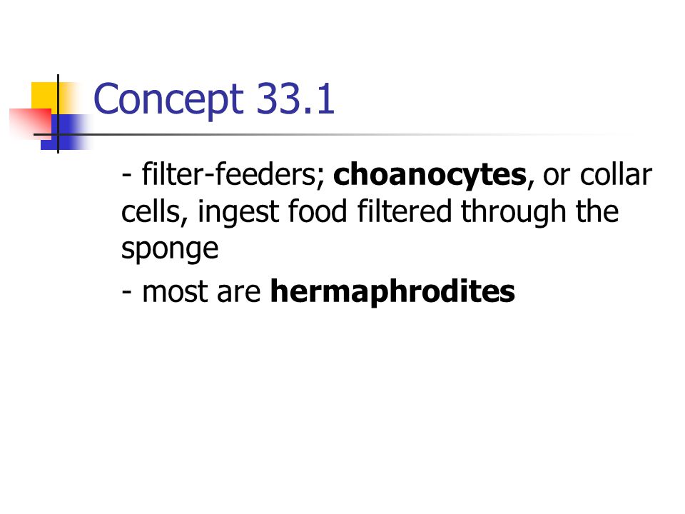 Concept filter-feeders; choanocytes, or collar cells, ingest food filtered through the sponge.
