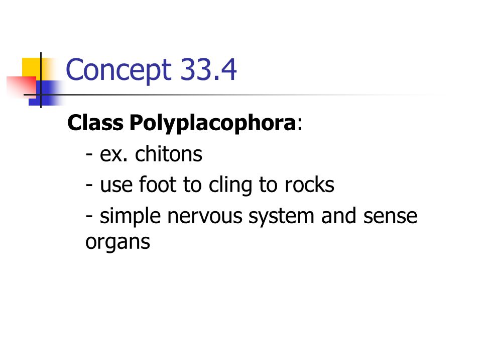 Concept 33.4 Class Polyplacophora: - ex. chitons