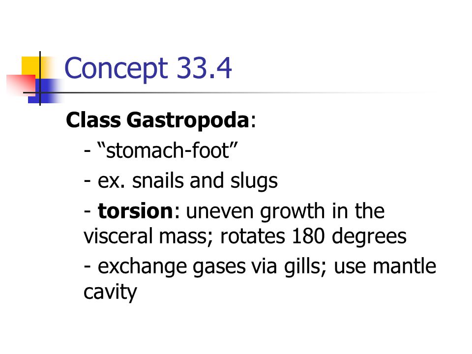 Concept 33.4 Class Gastropoda: - stomach-foot - ex. snails and slugs